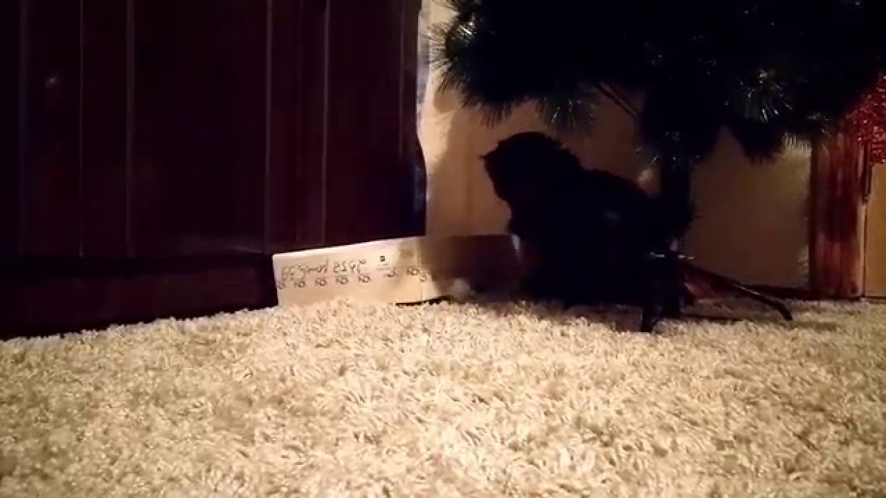 Приключения котеек и коробки. My cats playing with box and each other