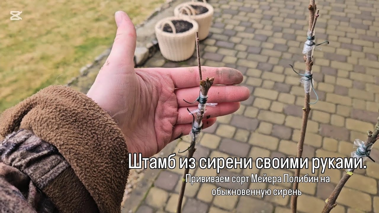 Штамб из сирени своими руками. Прививаем сорт Мейера Полибин на обыкновенную сирень