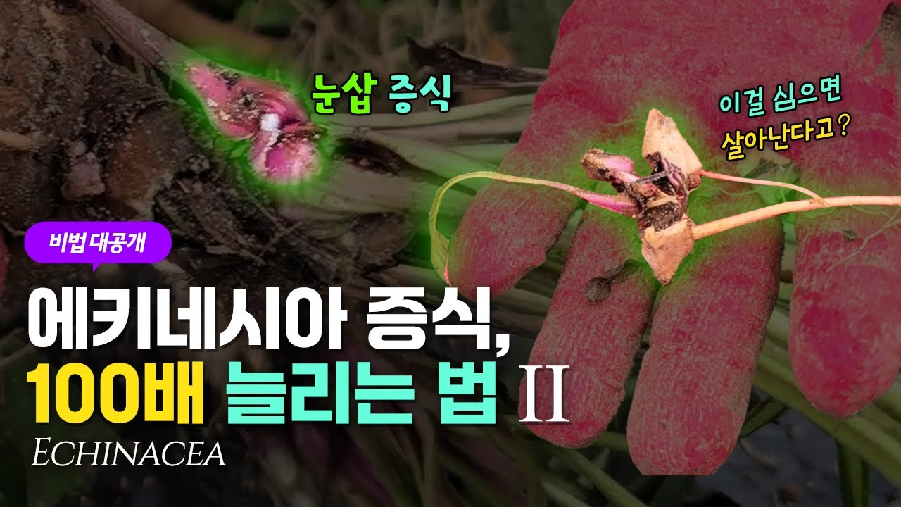 에키네시아 증식, 100배로 키우는 법 ｜#4 심화