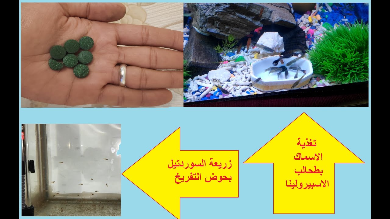الاسبيرولينا للاسماك .. اطعام زريعة السوردتيل ..وزريعة الجوبي عمر 55 يوم وأحد الطفرات الرائعة