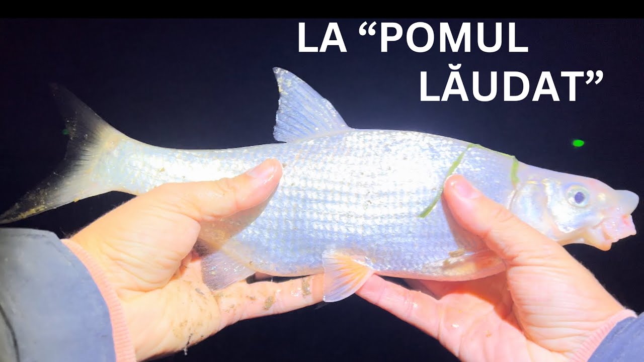 Pescuit la “POMUL LĂUDAT!!!!” Partidă scurtă de pescuit la coșuleț!
