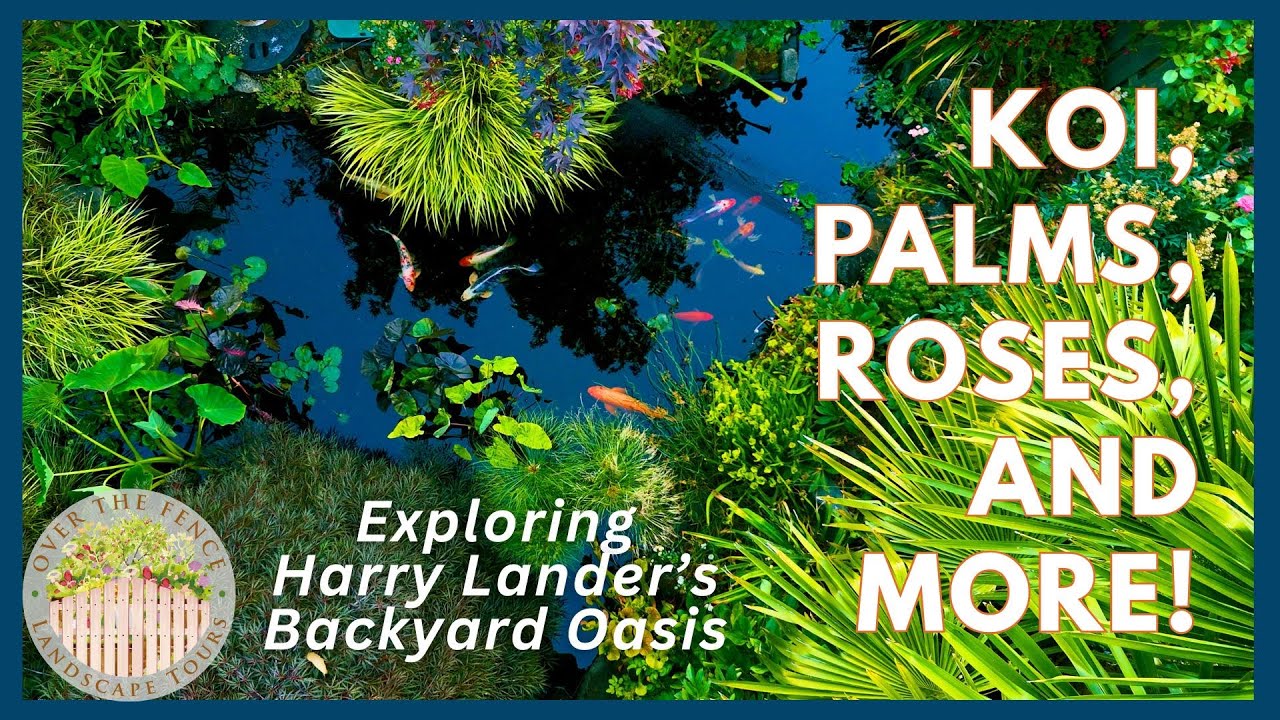 Оазис на заднем дворе Harry Landers — карпы кои, пальмы, розы и многое другое!