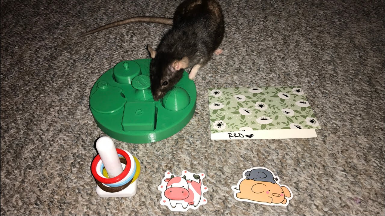 Rep Rat Design Rat Foraging Toy & Training Prop Review!