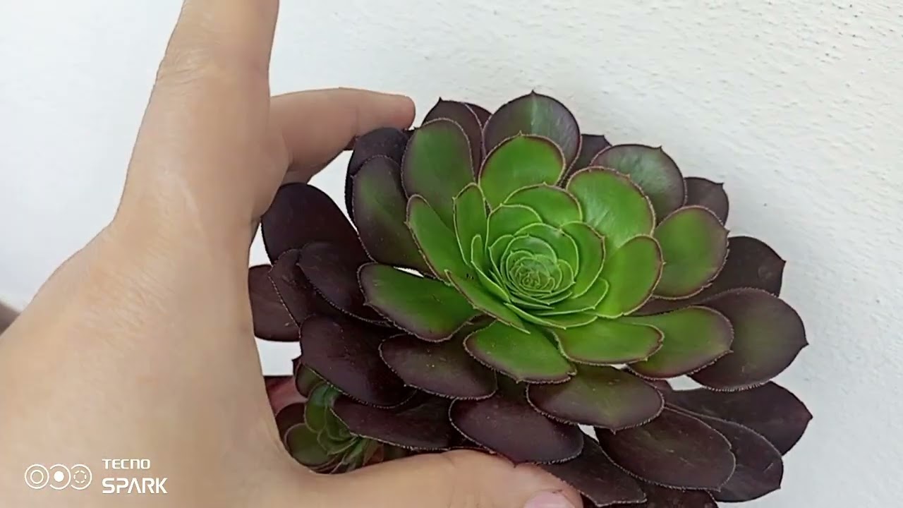 Aeoniumlarıma nasıl bakıyorum💯 aeonium kivi 🥝 #sukulentbakımı #vlog #çiçek