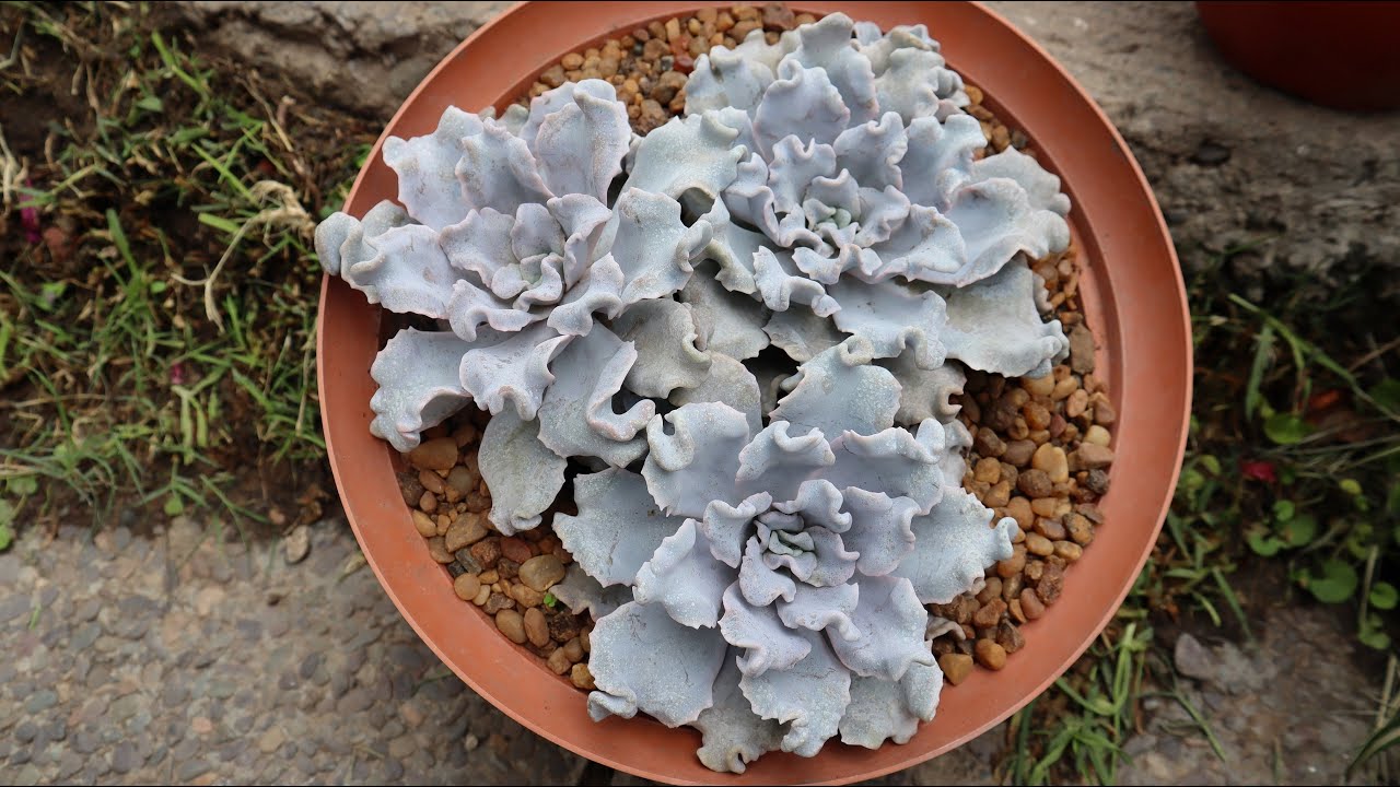 Cómo cuidar de la Echeveria crispate beauty - Echeveria lilacina 