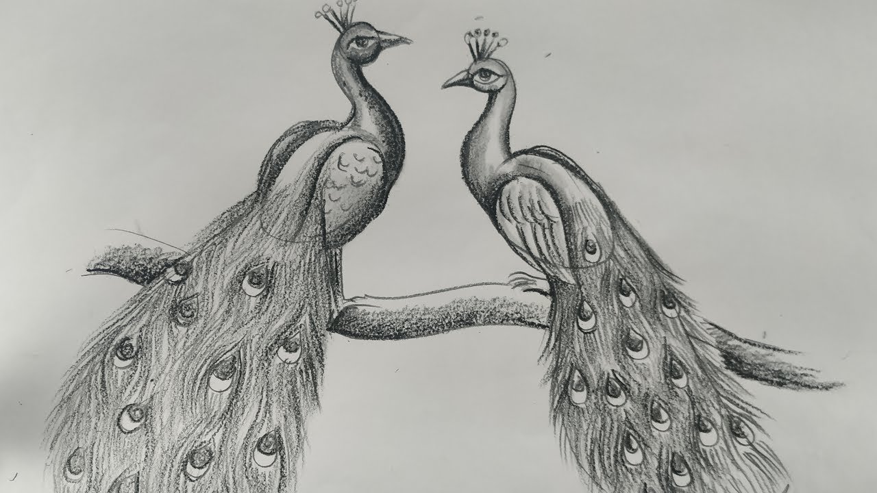 how to draw a peacock step by step,easy peacock drawing for kids,how to draw apeacock by pencil shed