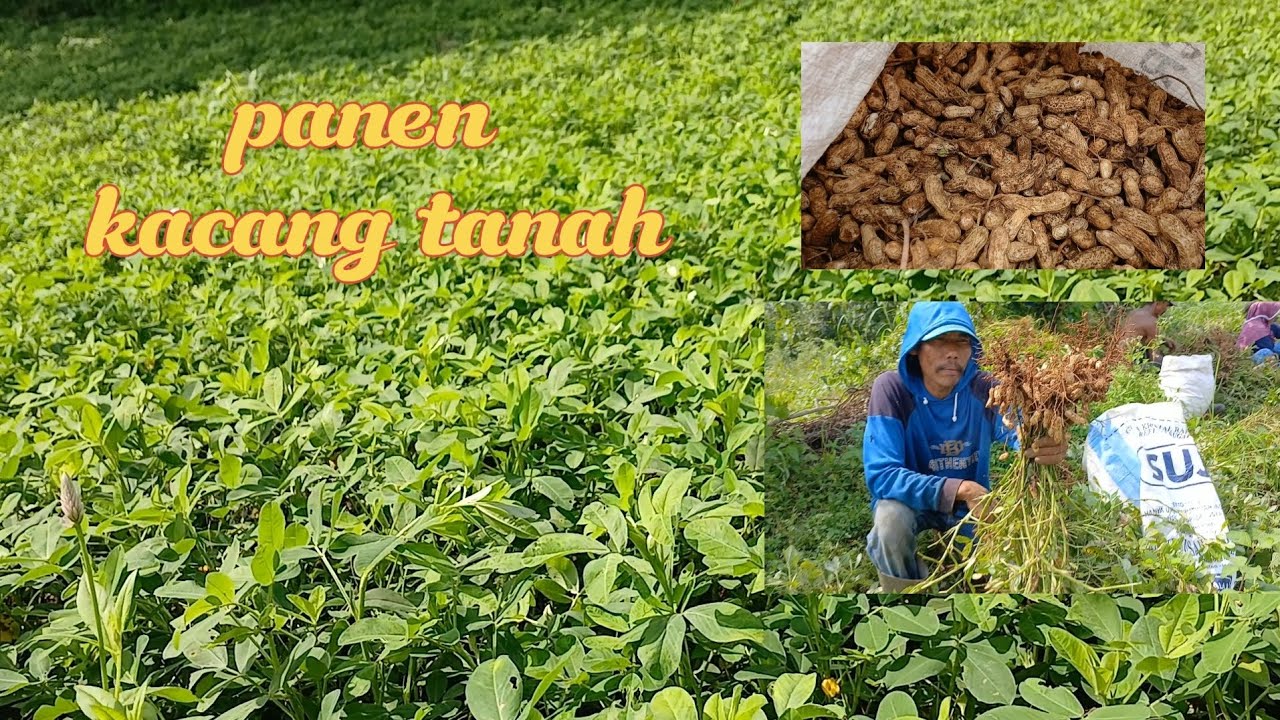 Panen kacang tanah 