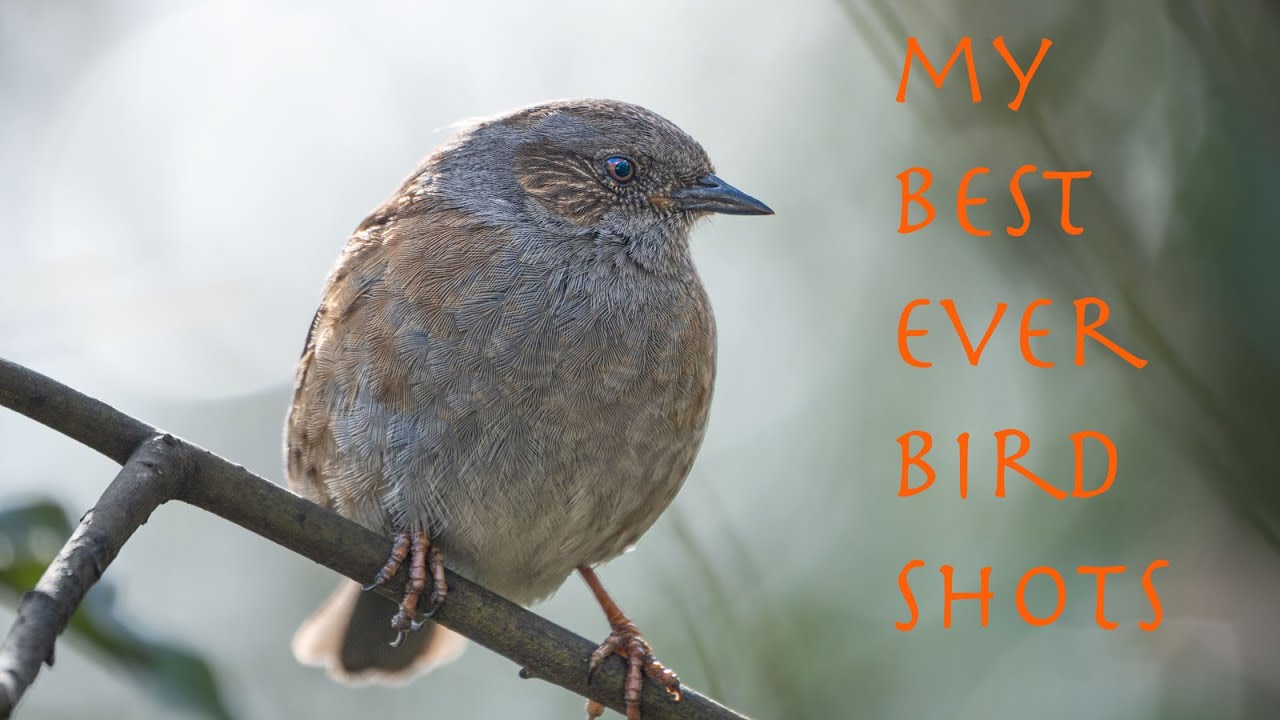 My Favourite Bird Shots Ever