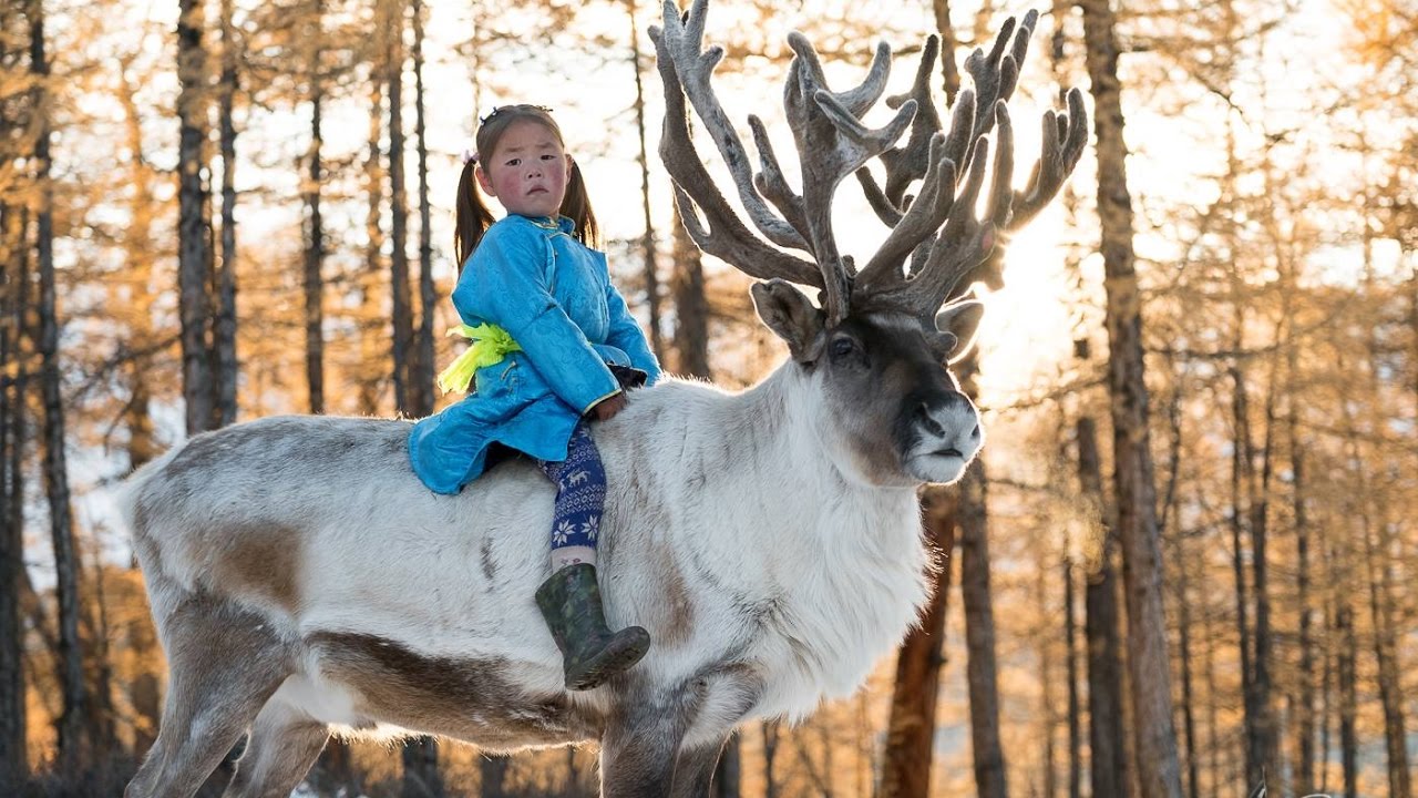 Reindeer Herding In Snowy Mongolia - The Tsaatan Nomadic People
