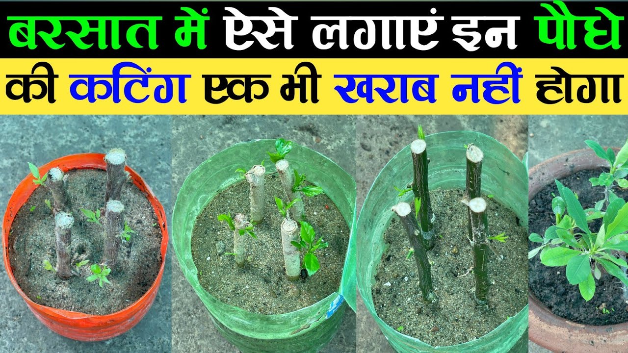 बरसात में ऐसे लगाएं इन 20 पौधों कि कटिंग एक भी फेल नहीं होगा | How To Grow Cuttings Of Plants