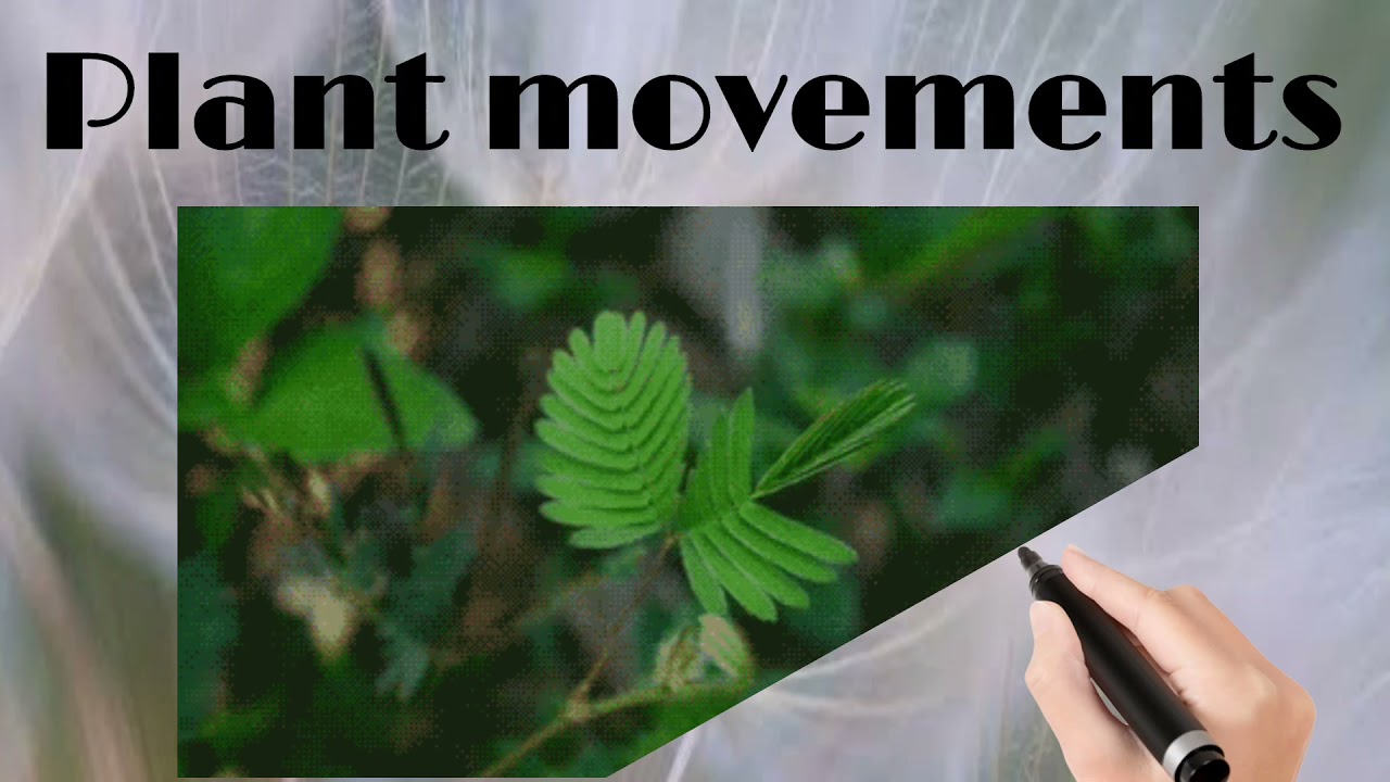 Plant movements:Nastic movements