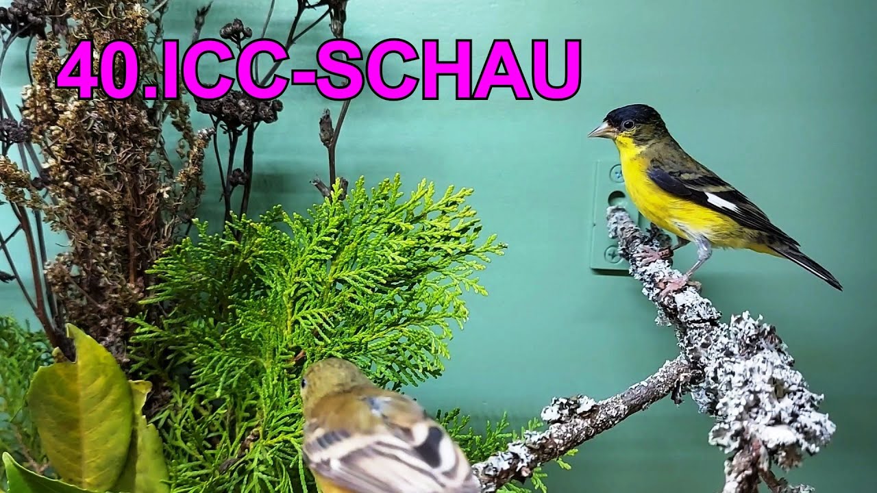 Impressionen 40. ICC-Schau 21. + 22. Oktober 2022 in Kempten.