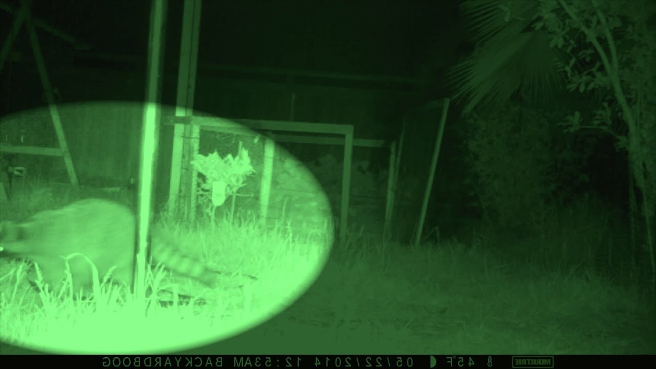 Follow-Up Review: Motion Activated Sprinkler - 1 Month later...
