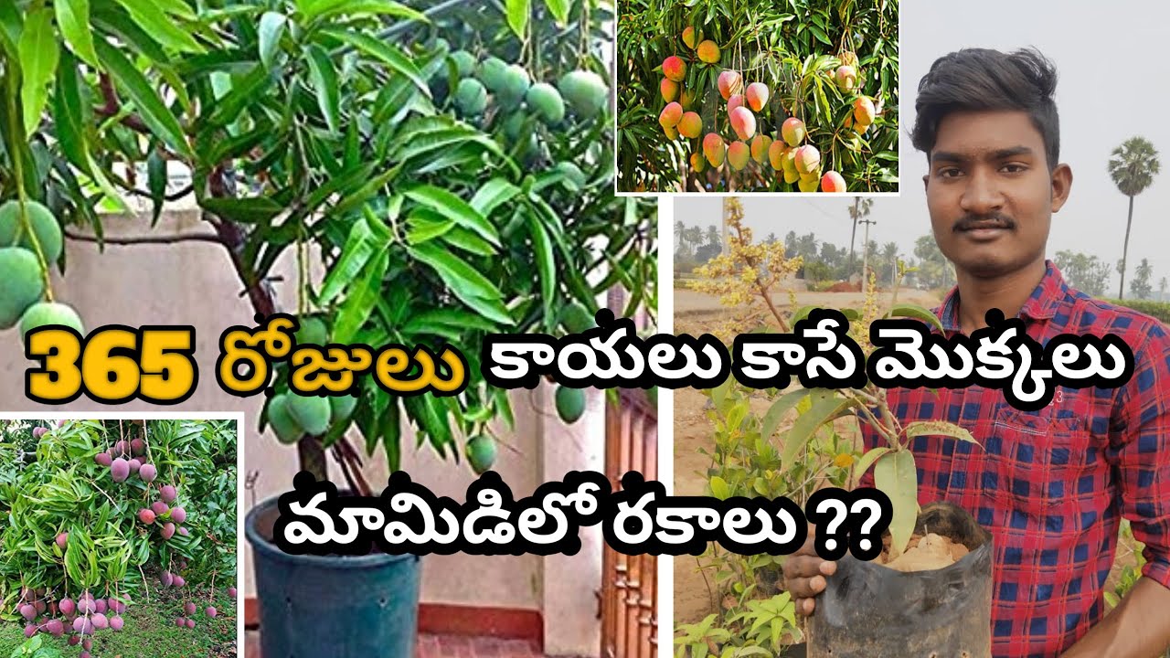 How to grow mango plants in telugu