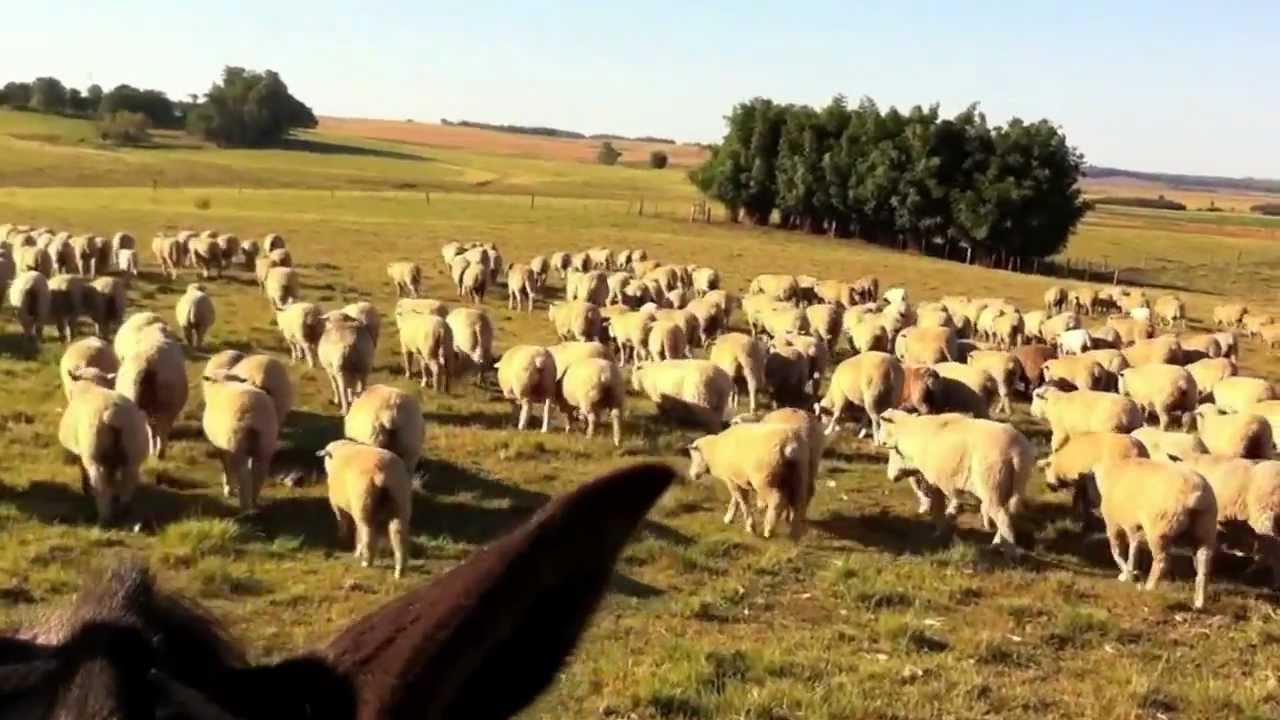 Santana do Livramento - Campanha Gaúcha