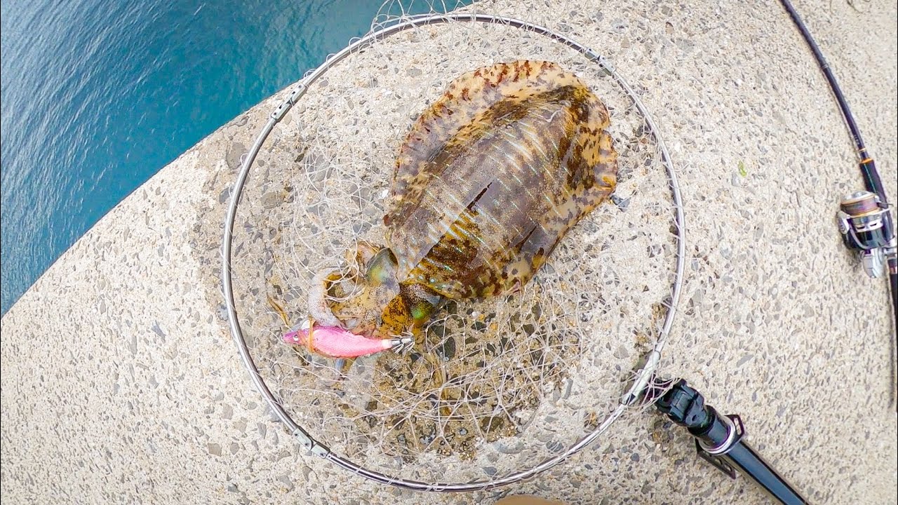 Squid рыболовный популярны лучшие в Японии