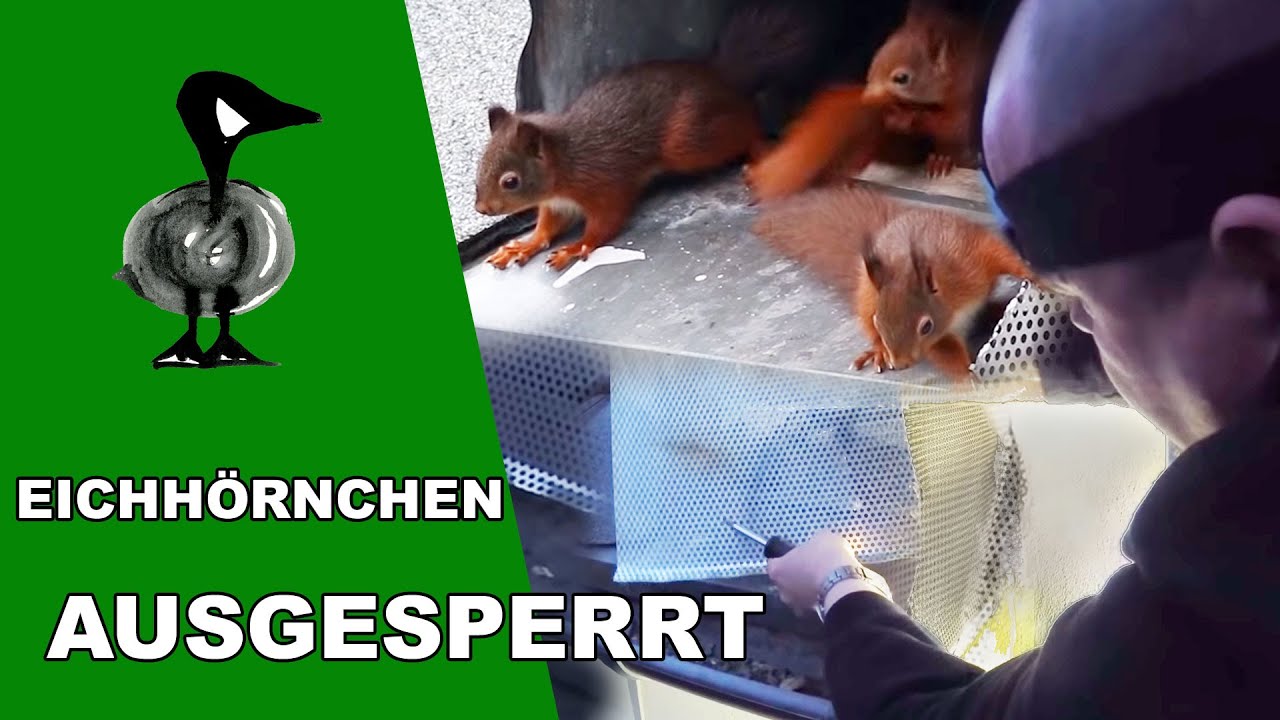 Eichhörnchen ausgesperrt - Tiernotruf #201