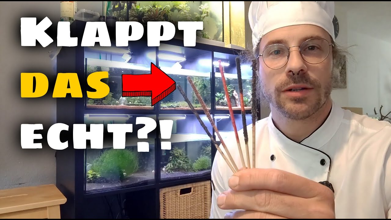 Garnelenlollies selber machen! Lohnt sich das?
