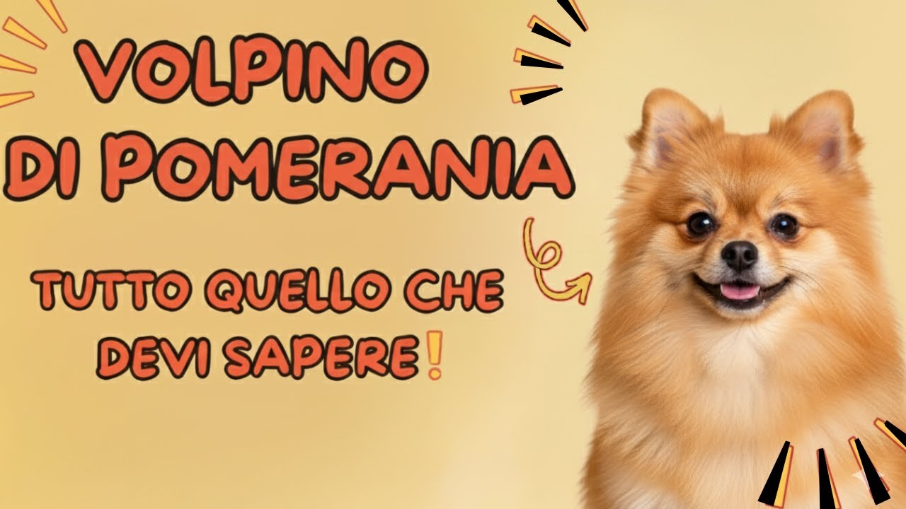 VOLPINO DI POMERANIA: NON CREDERAI MAI COSA NASCONDE QUESTO PICCOLO CANE!