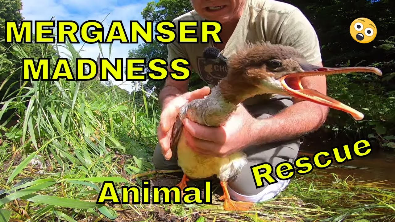 Merganser Madness : Animal Rescue From Fishing Line Entanglement