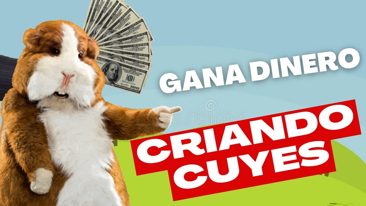 🤑 Ganar Dinero CRIANDO CUYES  | Negocio de crianza de Cuyes en Perú 2022