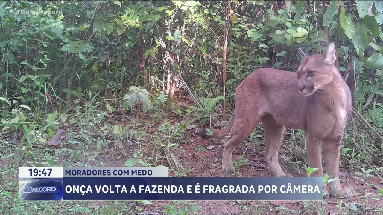 ONÇA VOLTA À FAZENDA E É FLAGRADA POR CÂMERA