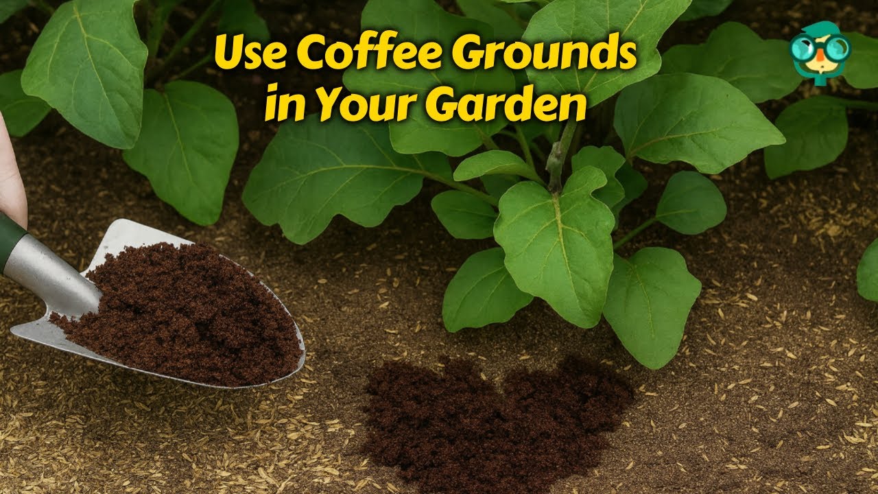 How to Use Coffee Grounds in The Garden | Stop Wasting Coffee Grounds! Genius Ways to Use Them 🌱☕