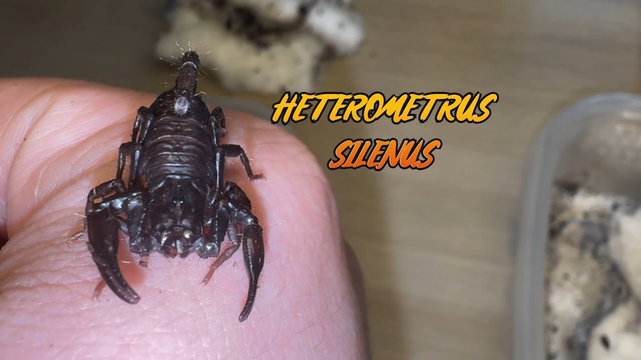 ALTRI SCORPIONI NERI DELLA FORESTA - HETEROMETRUS SILENUS