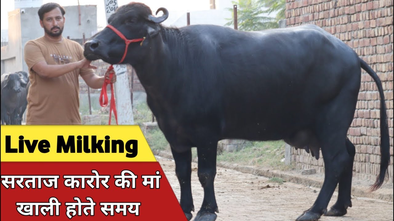 Live Milking, चैंपियन सरताज करोर की मां (खाली होते समय) at Neeraj Malik Farm (7015870081)