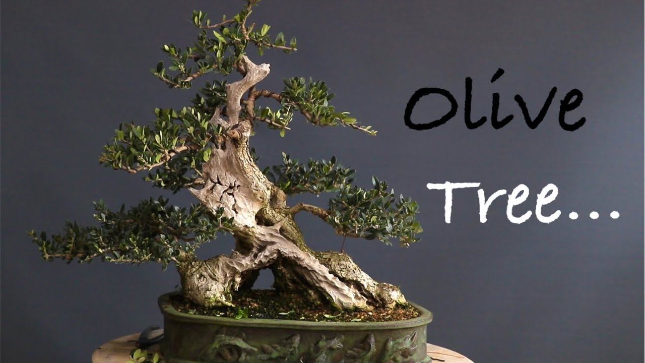 Olive tree…