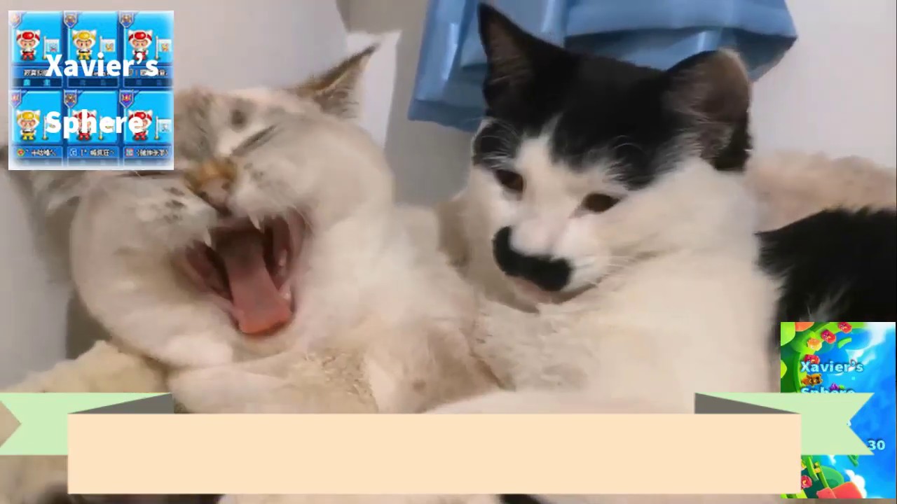 Cute and adorable pet cat playing with others 2020 -  Les chats jouent les uns avec les autres