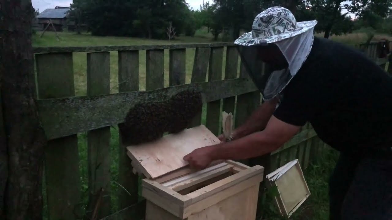 Bienenschwarm in der Nacht einfangen