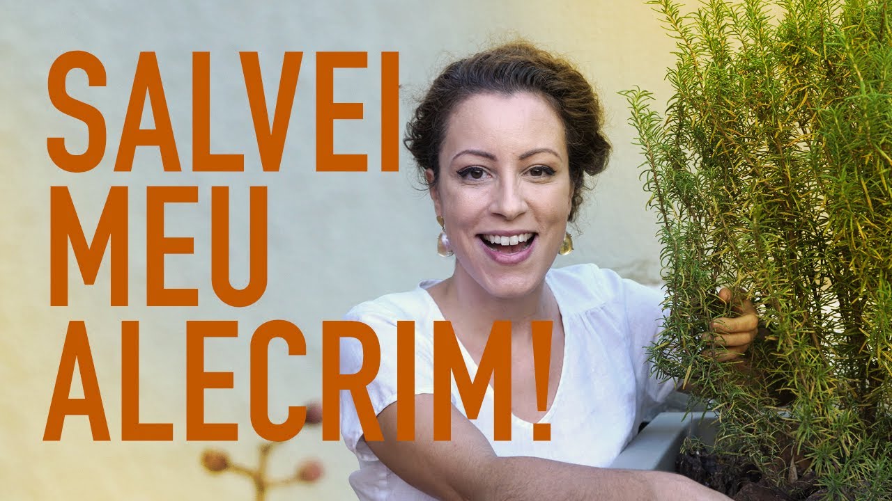 Como cuidar de ALECRIM em VASO: salvei minha planta!