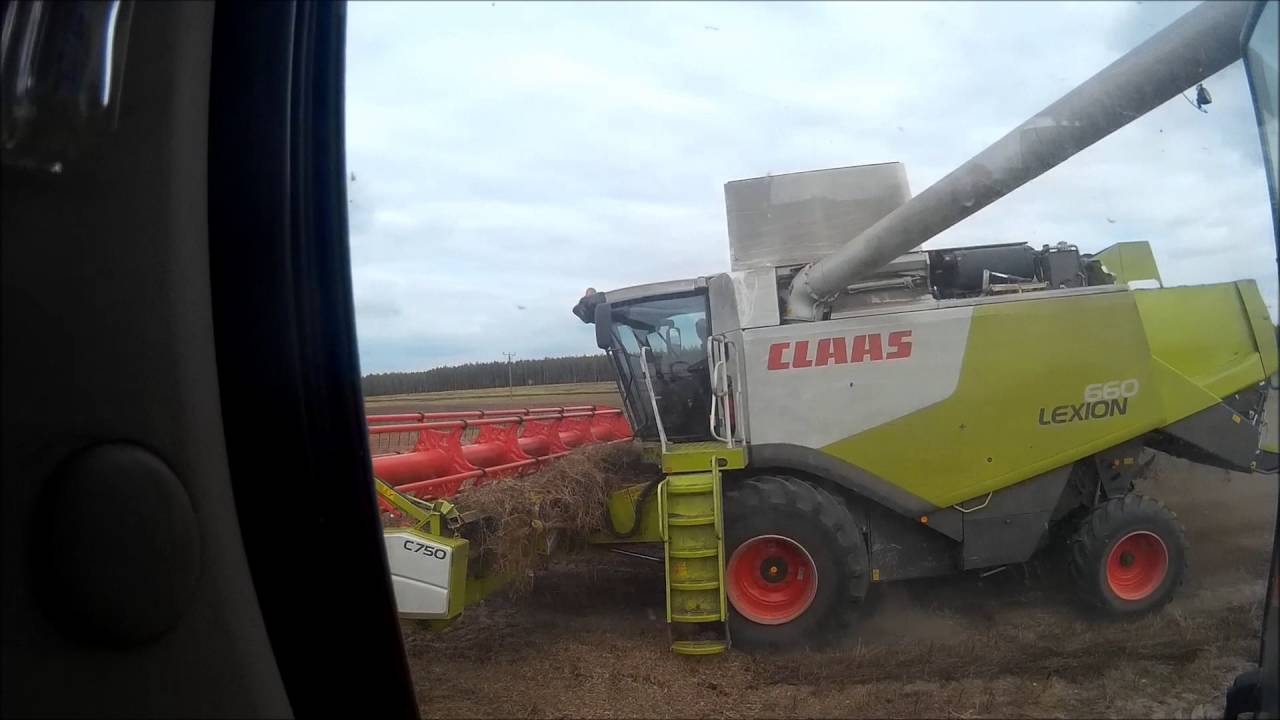 Łubinowe Żniwa 2016 na większą skalę llClaas Lexion 660 ll NH TL100A ll JD 6170M ll