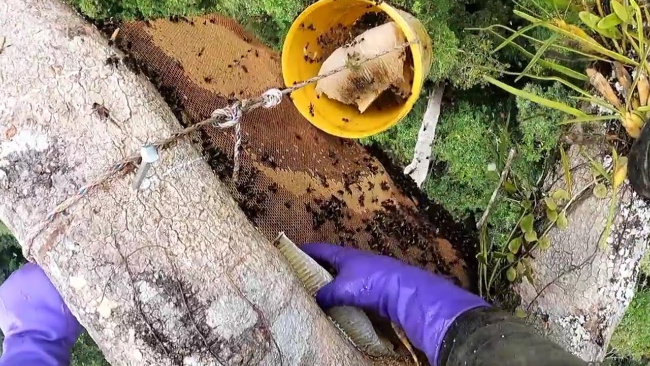 30 - 40 METRE Y&Uuml;KSEKLİKTE AĞA&Ccedil;TAN BAL HASADI