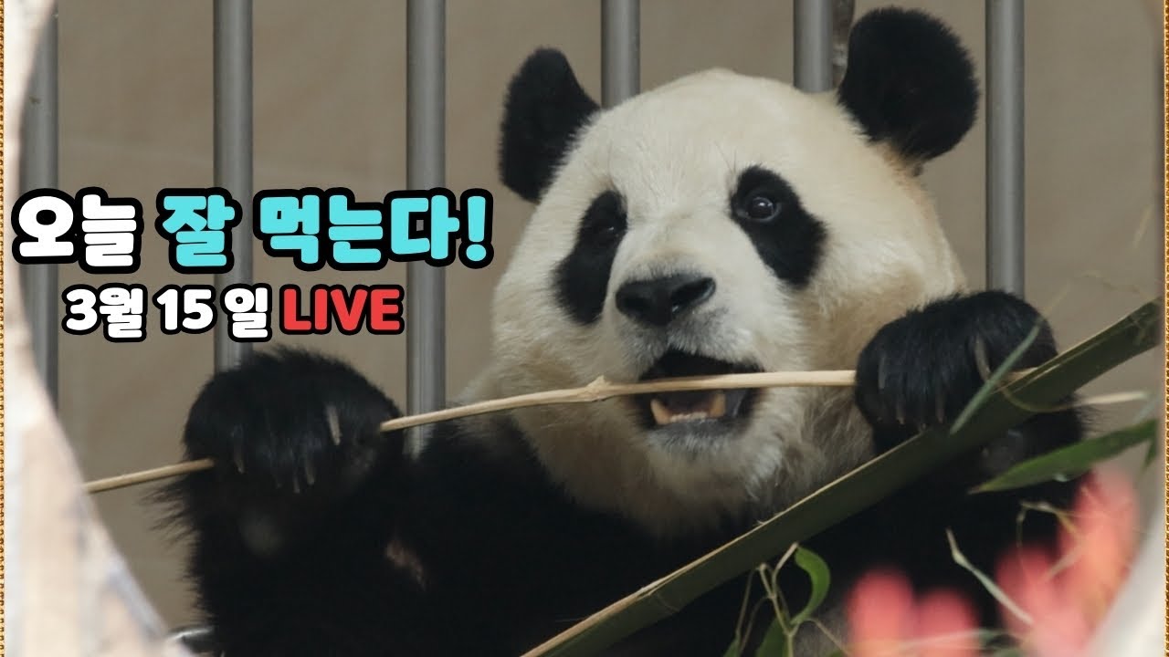 푸바오 컨디션 급회복?! 이렇게 잘 먹는다고?! 🐼 (3월 15일 라이브)