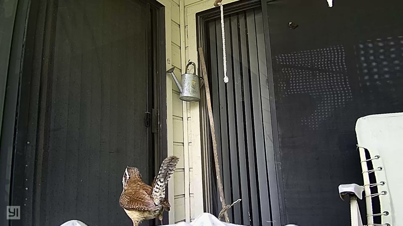 Carolina Wren&rsquo;s first flight.