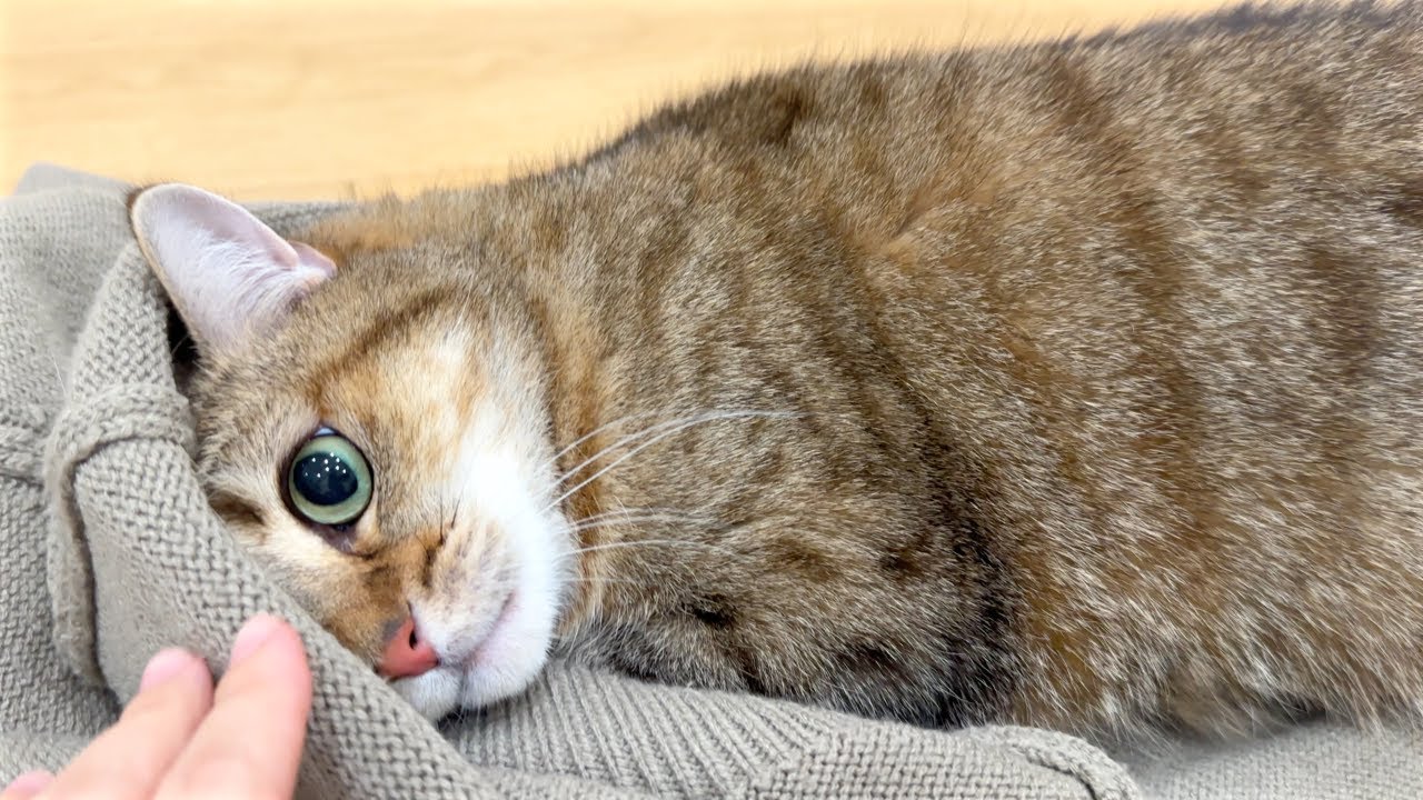 いつも一緒の人がいないと、猫はこうなります…
