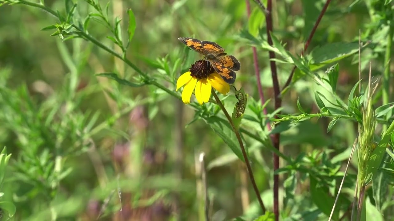 Pearl Crescent Butterfly
