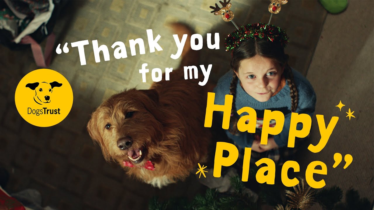 Every dog deserves a happy place 🐶🎄💛 | Dogs Trust
