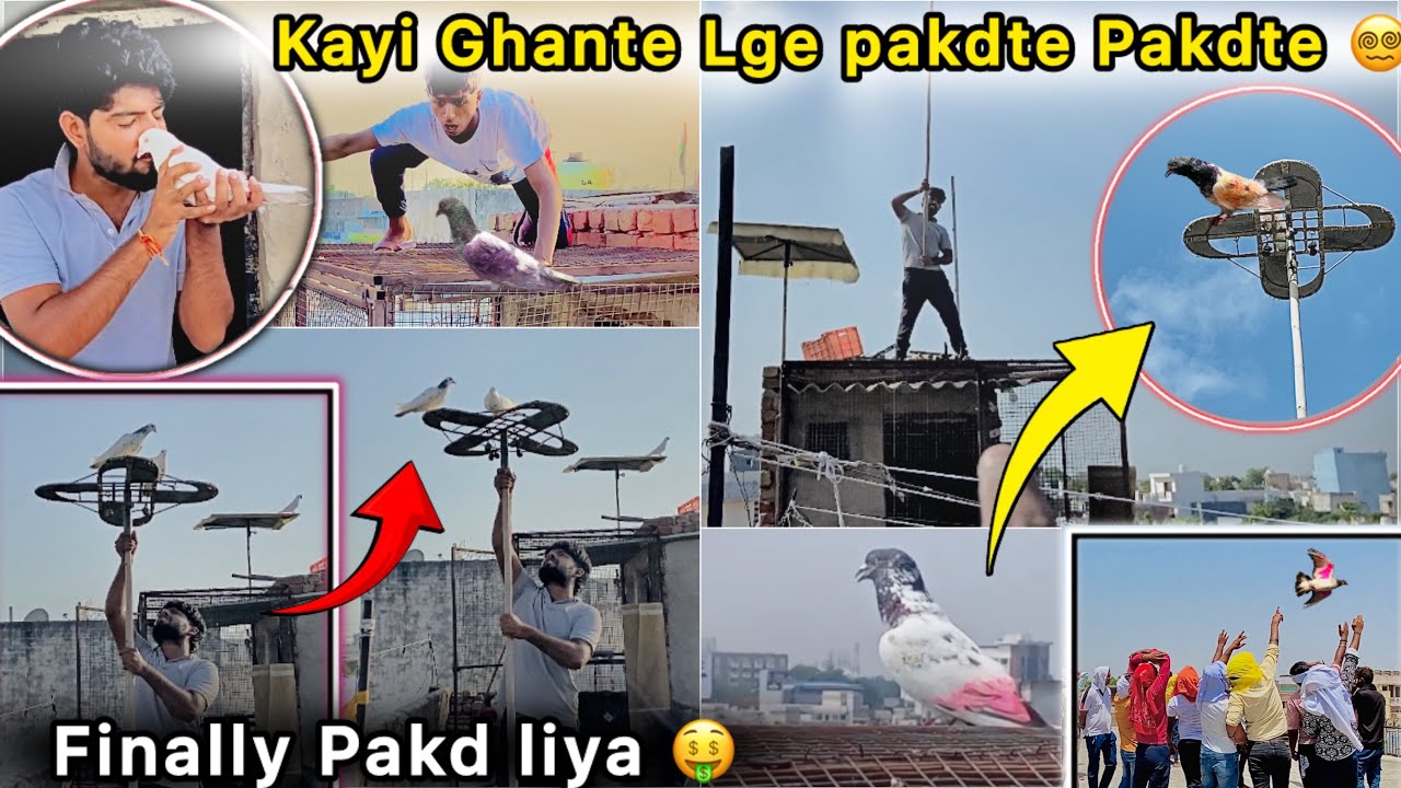 Finally 🤩 Bazi wala kabutar pakd liya 🤑 || Chatri pr Pakdne lge Naya kabutar 🕊️ || 