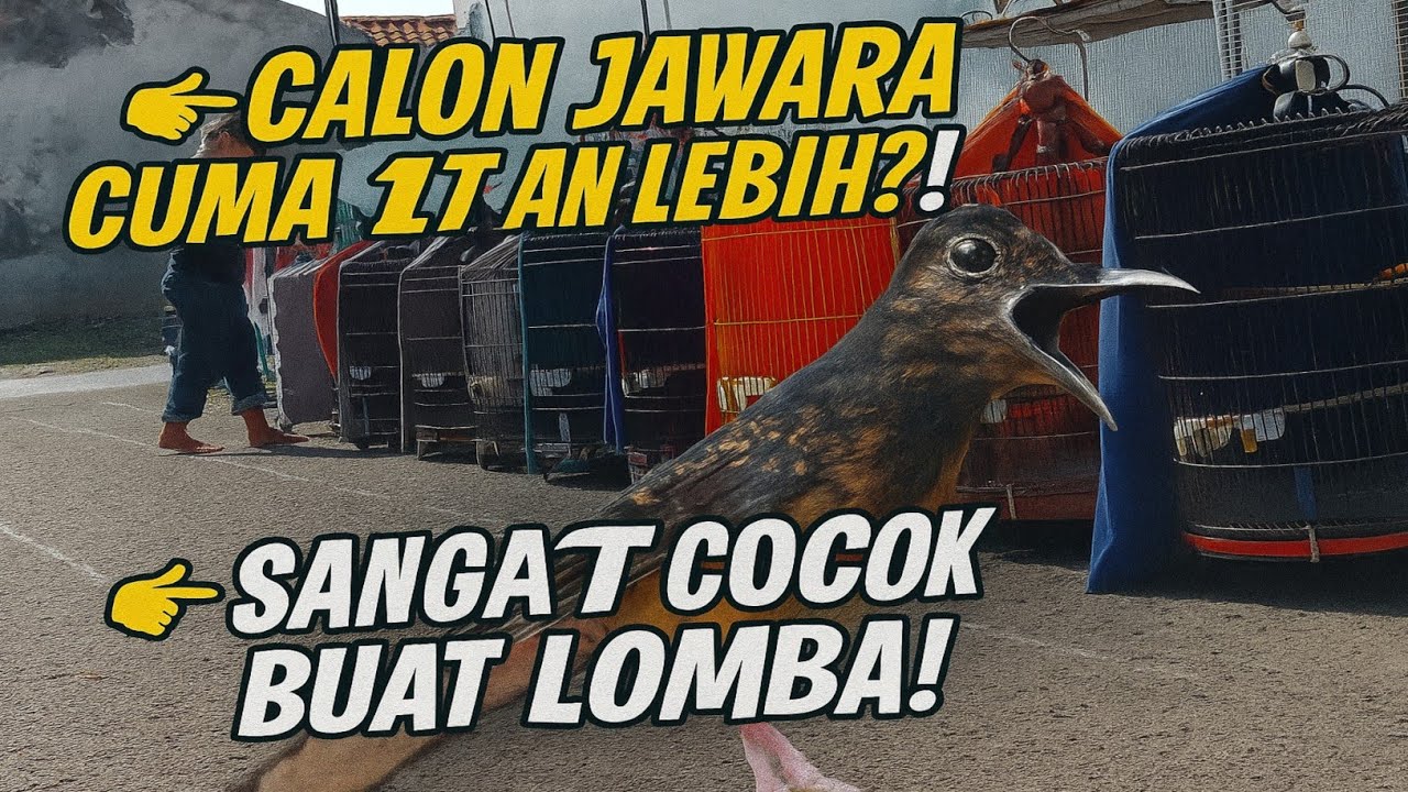 PARAH! MURAI CALON JAWARA DI JAKARTA MASIH ADA YANG 1 JUTAAN LEBIH?! CEPETAN AMANKAN!