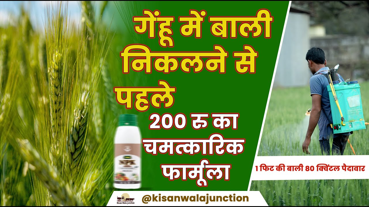 गेहूँ 🌾 में बाली निकलने से पहले ये चमत्कारी फ़ॉर्मूला दिलाएगा 80 क्विंटल पैदावार | Gehu ki kheti