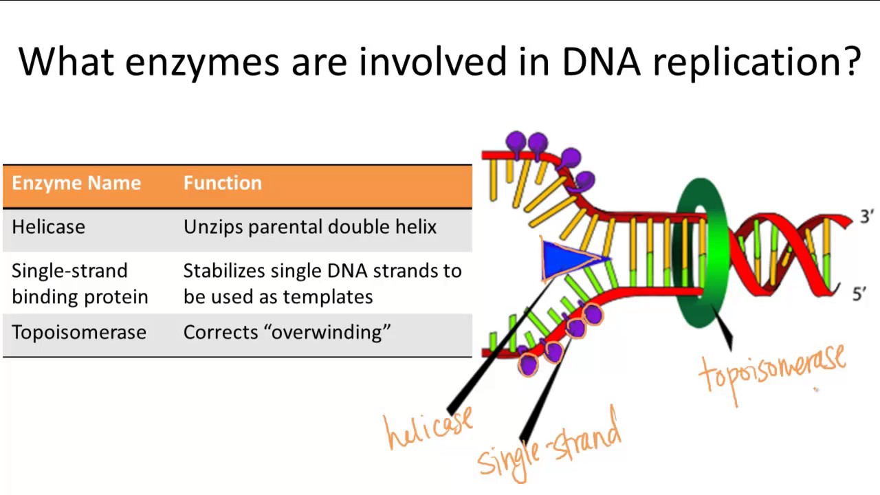 Enzymes Involved in DNA Replication