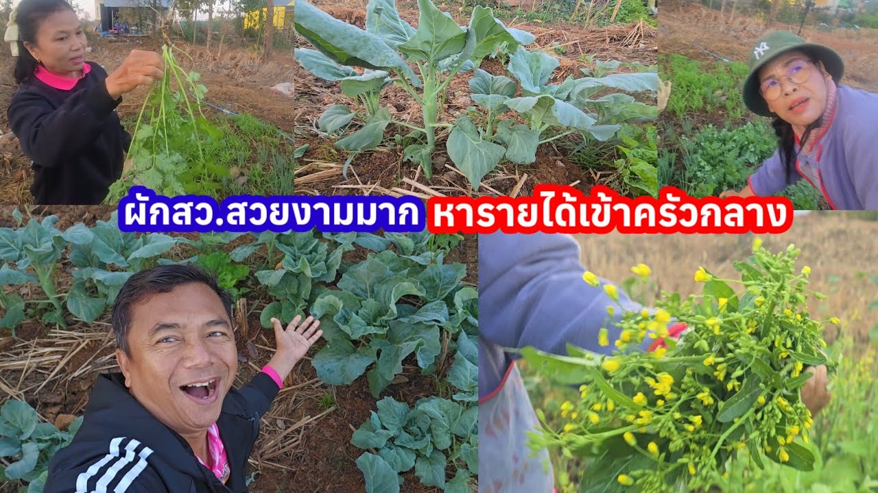 สุดตะลึง ผักสวยแบบนี้ เก็บไปขายหารายได้เข้าครัวกลางดีกว่า