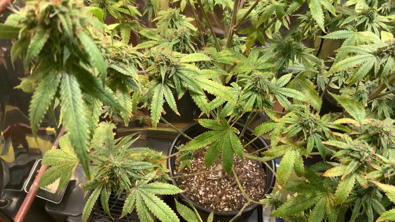 Wk 6 flower GRAPE STOMPER 2021