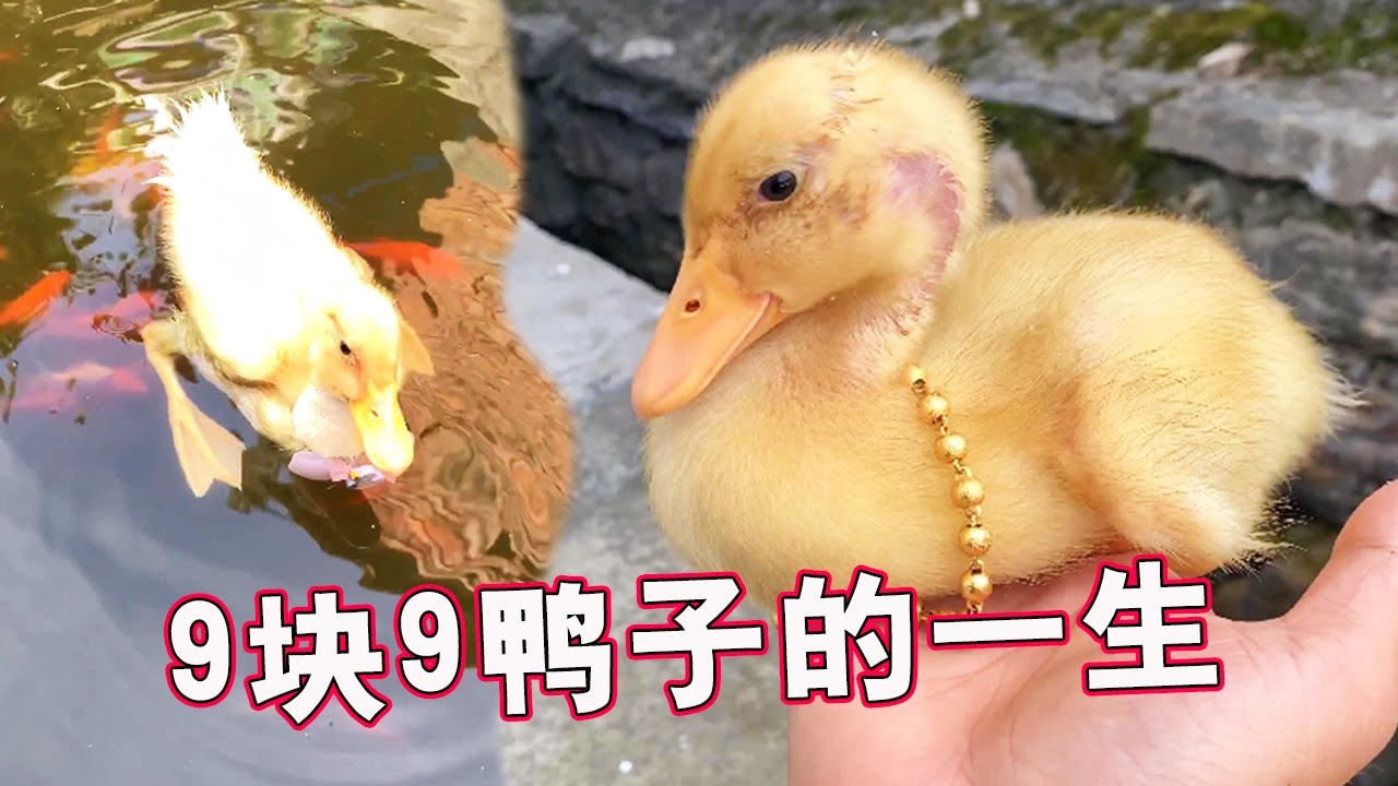 9.9元买回来的鸭子：这不比柯尔鸭差啊，戴上金项链了【天下一场梦】