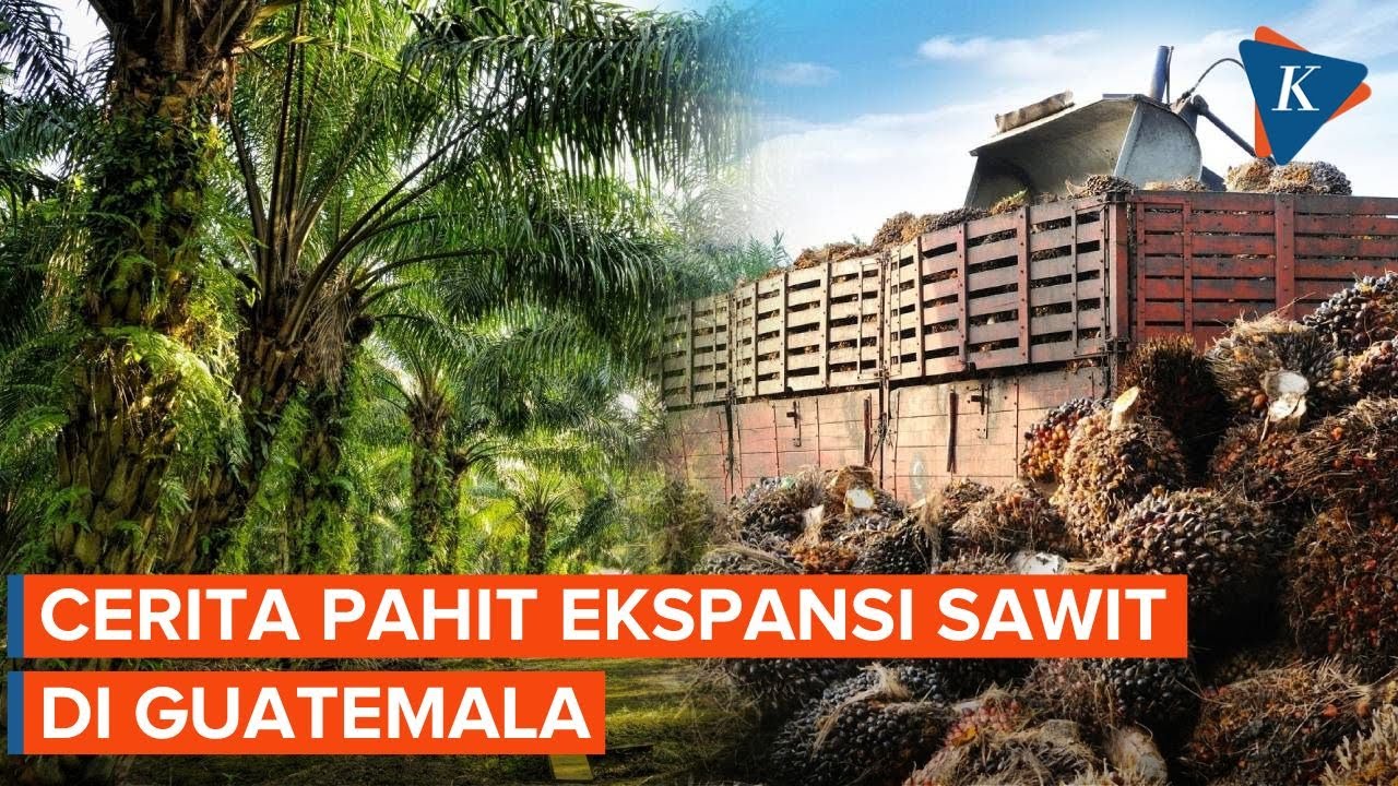 Dampak Kelam Perkebunan Sawit di Guatemala