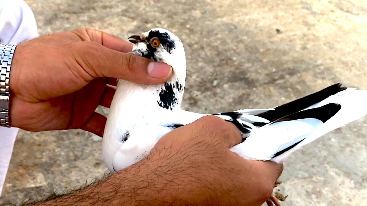 كيف توعية الحمام الجديدة على سطح بيتك بأسرع طريقه شاهد الفيديو للنهاية