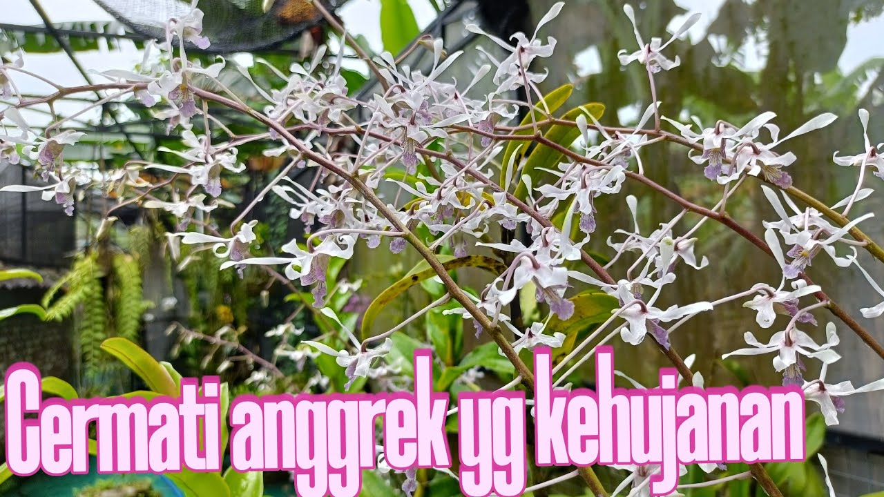 aji orchid sedang live sekarang! Cermati anggrek yg kehujanan FSFR